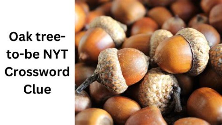 Parts of many oak leaves NYT Crossword Clue Answer