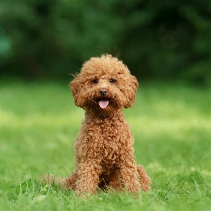___ poodle (small dog breed)