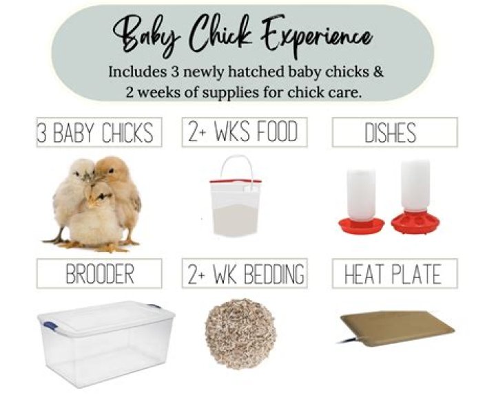 Safe spot for a baby chick