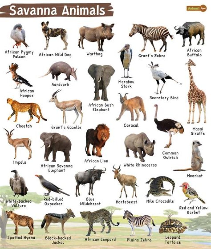 Savanna animal with a mane Crossword Clue Universal