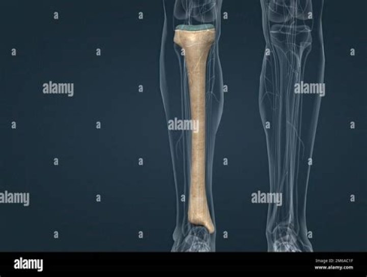 Second-largest bone in the human body after the femur