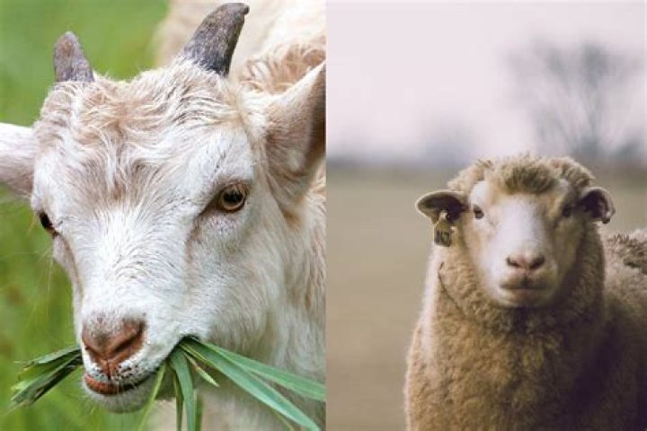 Sheep-related