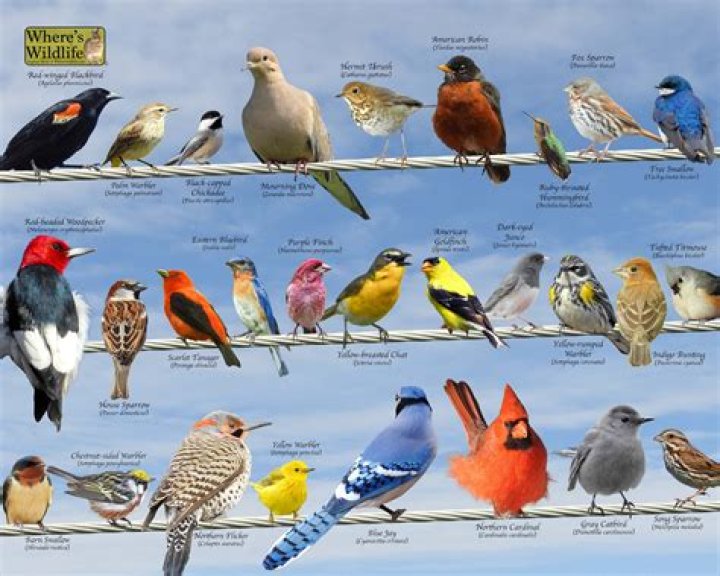 Songbirds that are the state birds of South Carolina