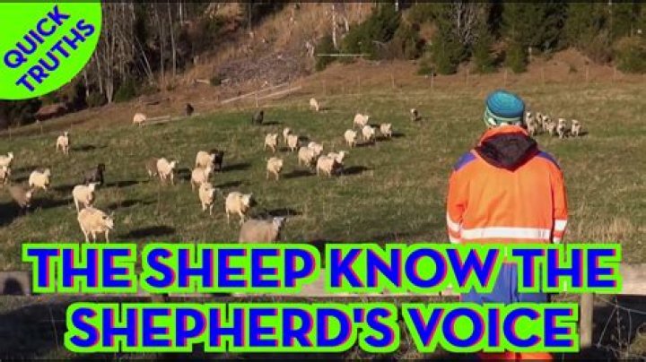 Sound often heard by a shepherd