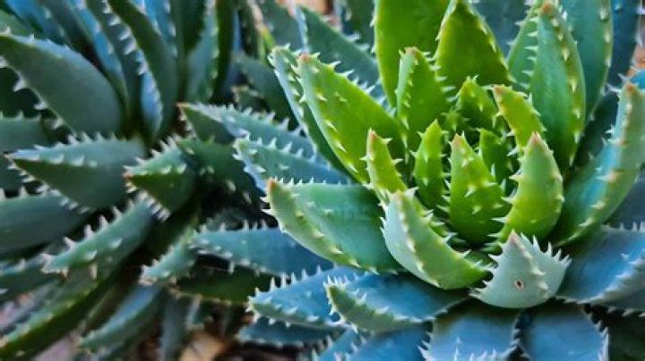 Succulent plant from Africa