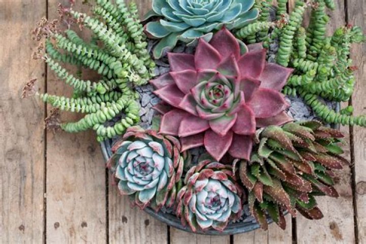 Succulent plant used in lotions