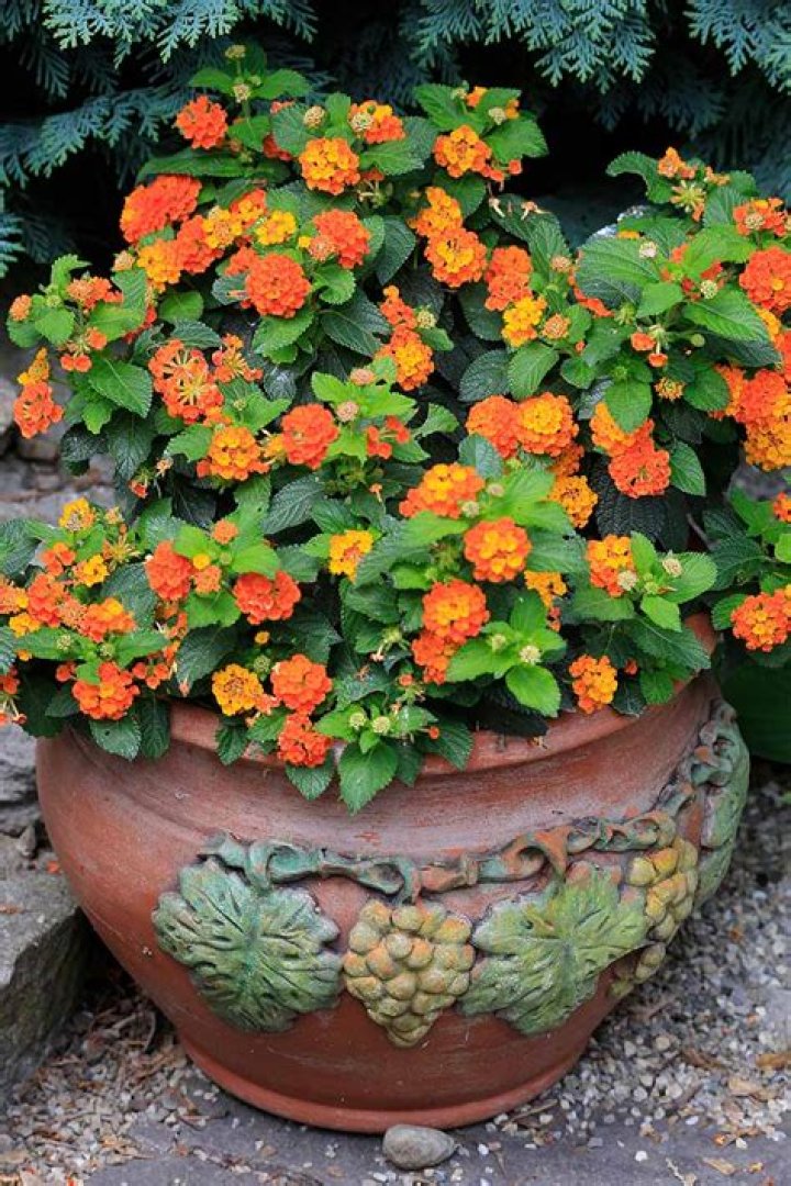Terra-cotta container for a plant
