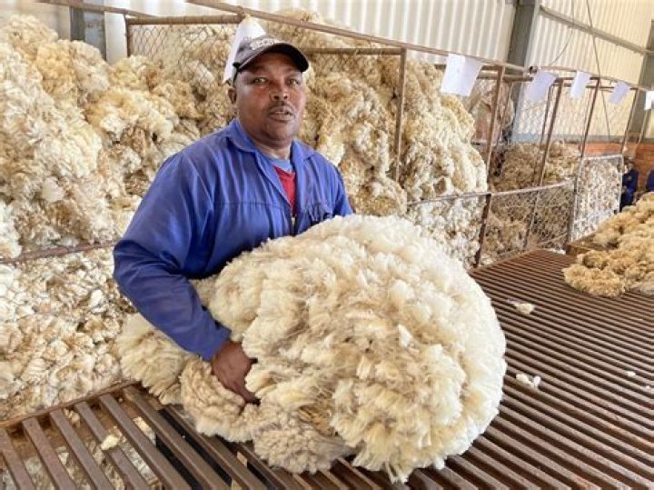 Trimmed of wool