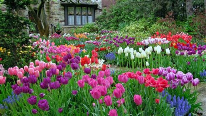Tulip garden planting