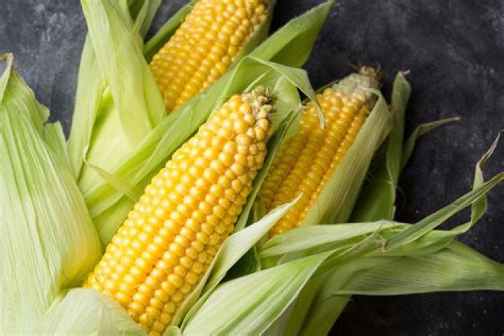 USA Today Dish steamed in a corn husk Crossword Clue