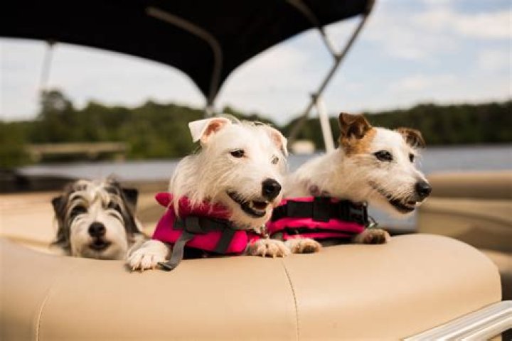 USA Today Places for pups to hang with other pups while you're away Crossword Clue