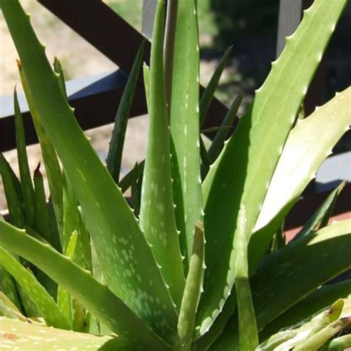 ___ vera (succulent burn-soothing plant)