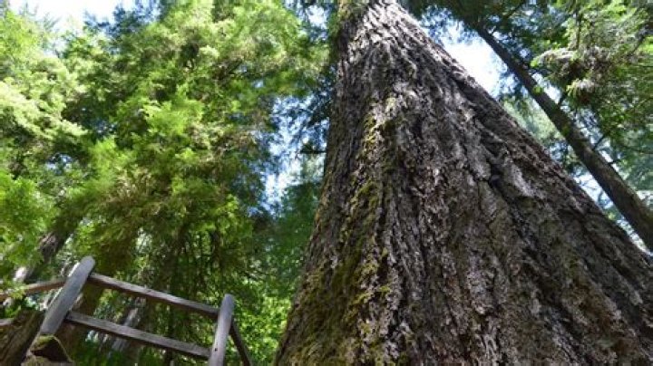 West Coast state whose state tree is the Douglas fir: Abbr.